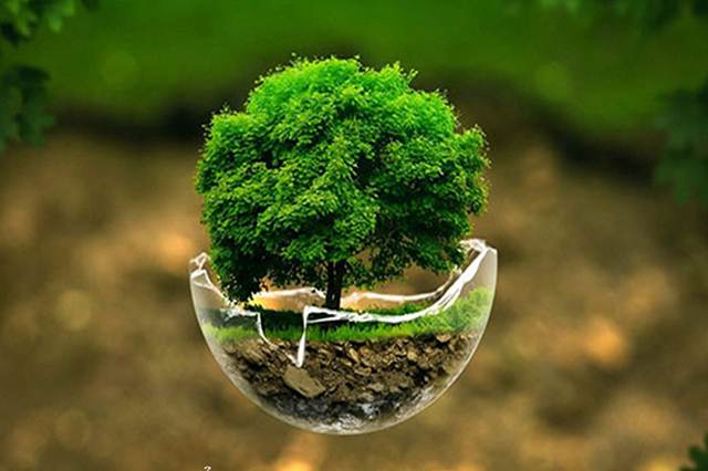 Mệnh mộc là gì, mệnh mộc hợp màu gì?