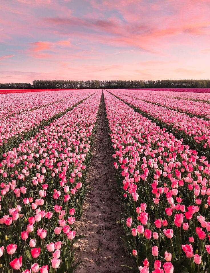 Hình hoa Tulip đẹp
